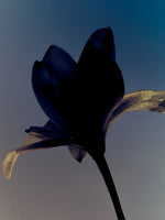 Taos Blue Perfume Oil